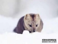 动物权益需要保护