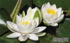 随缘放生 成就净土资粮