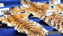 云南公安集中展示收缴野生动物制品