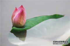 为了那些每年被屠杀的460亿
