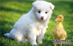 如何理解动物的本性