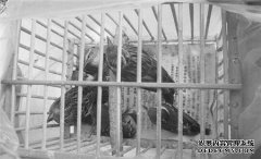 不当放生引发的问题：买鸟放生衍生捕鸟产业链