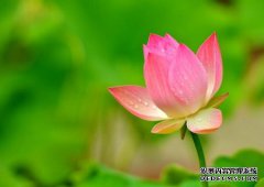 一般人要如何智慧的放生_如何智慧的护生？