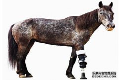 给那些受伤的动物们安上假肢吧！