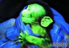 七种生不如死的实验室动物